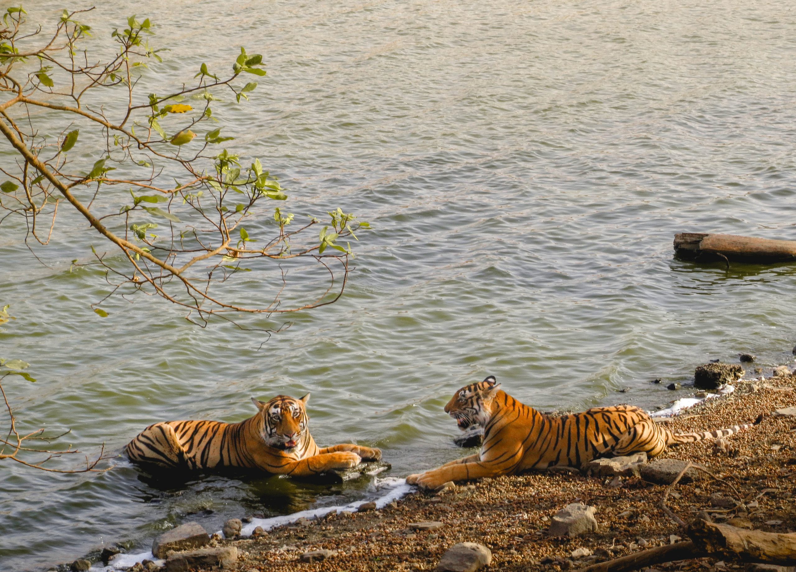 Tigers-near-water-scaled-2