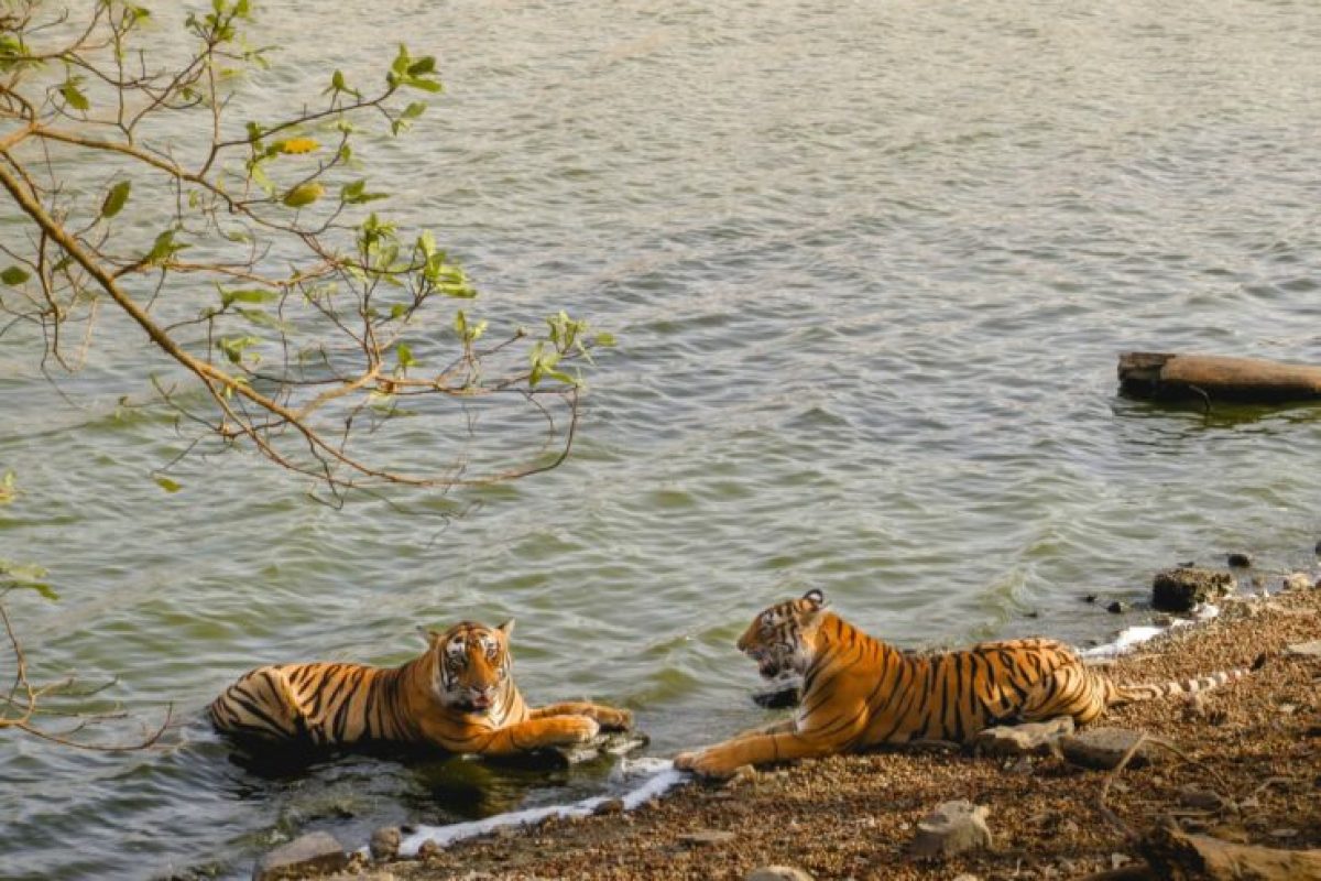 Tigers-near-water-scaled-1-739x531